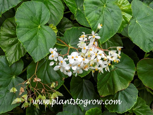 Begonia odorata alba